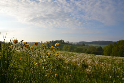 Plants growing on field against sky