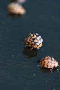 Close-up of caterpillar in water