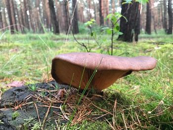 Close-up of tree trunk in field