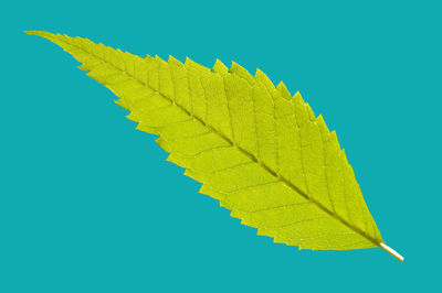 Close-up of yellow maple leaf against blue sky