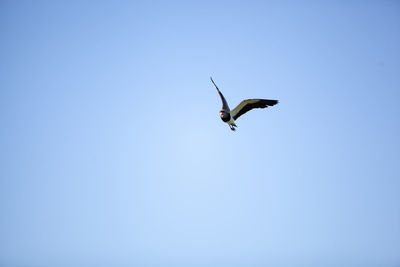 Low angle view of bird flying in sky