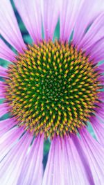 Close-up of purple coneflower blooming outdoors