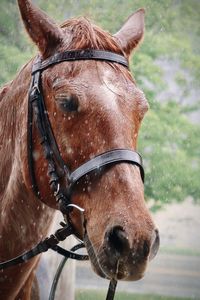 Brown horse in the rain