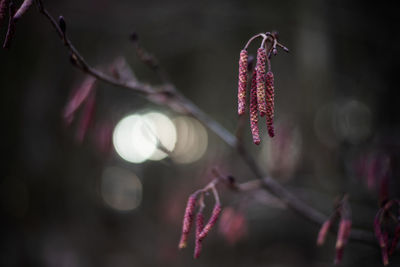 Close-up of pink flowering plant