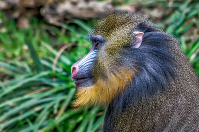 Side view of mandrill