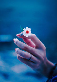 Close-up of hand holding blue flower