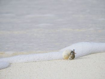 Close-up of lizard on beach