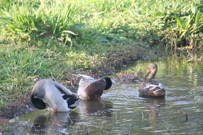 Ducks swimming in lake