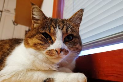 Close-up portrait of a cat at home