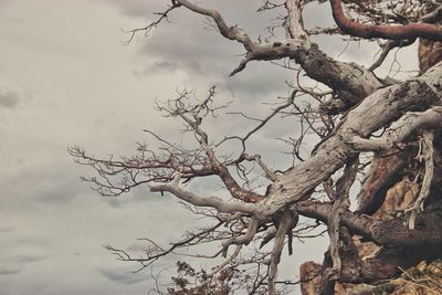 Low angle view of bare tree against sky