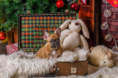 Portrait of dog on christmas tree at home