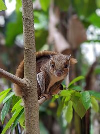 Close-up of squirrel