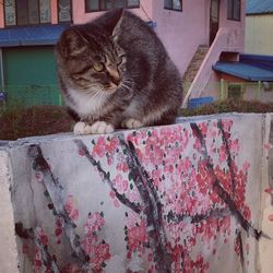Cat looking at camera