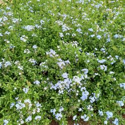 Full frame shot of white flowering plant on field