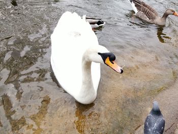 Bird in water