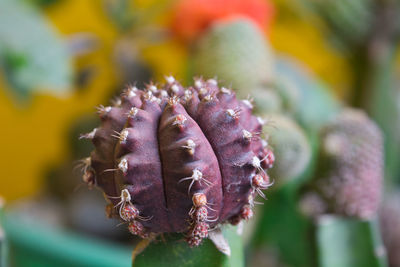 Colorful cactus