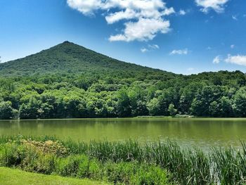 Scenic view of lake against lush foliage