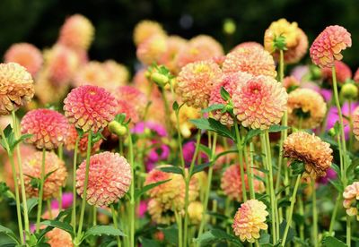 Close-up of pink flowering plants in park