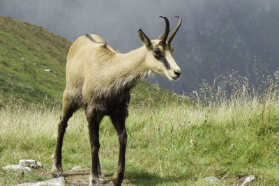 Chamois standing in a field