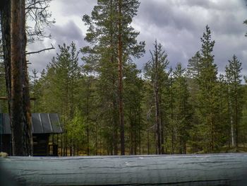 Trees in forest against sky