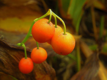 Close-up of oranges on tree