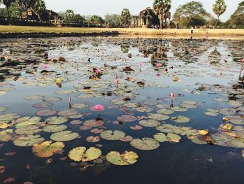 Leaves floating on water