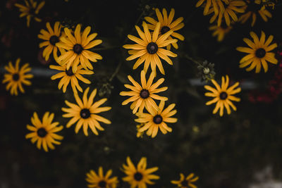 High angle view of yellow flowering plants