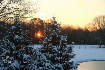 Trees on snow field against sky during sunset