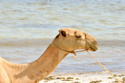 Close-up of camel by sea