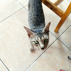 High angle portrait of tabby cat on tiled floor