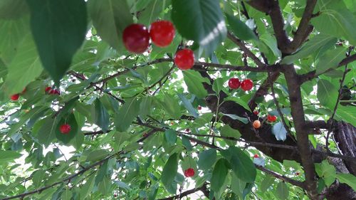 Low angle view of cherries on tree