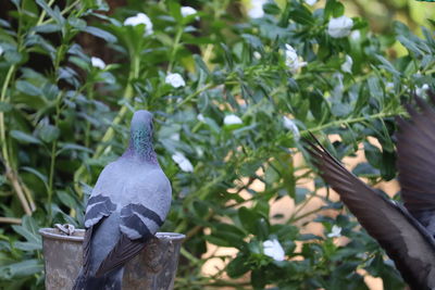 Close-up of pigeon perching on plant