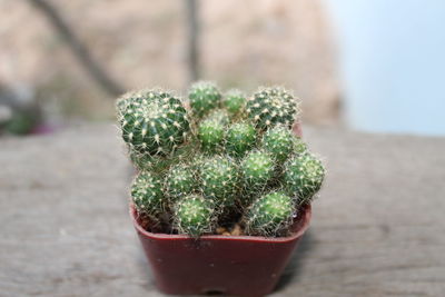 Close-up of succulent plant on table