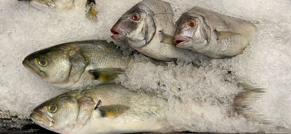 High angle view of fish for sale