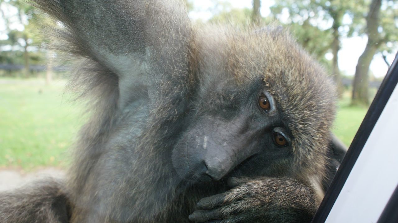 Knowsley safari park