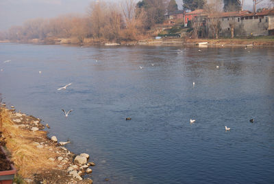 Birds in lake against sky