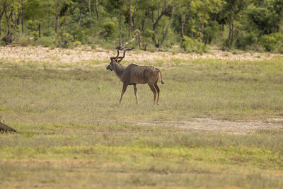 Antelope standing on grassy land