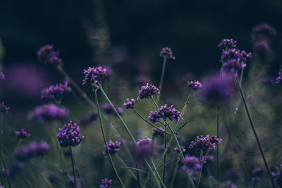 Close-up of purple flowering plants on field