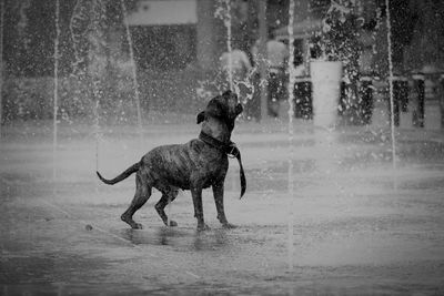 Full length of dog in water