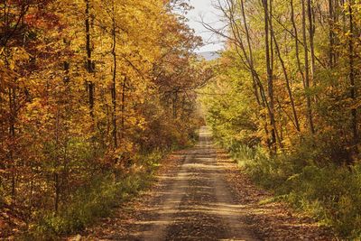 Road amidst trees in forest during autumn