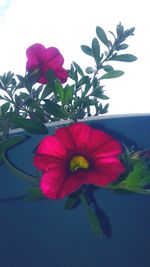 Close-up of pink hibiscus flower