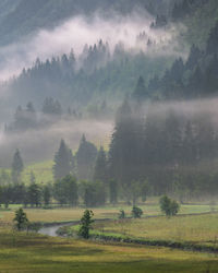 Scenic view of trees on field in forest