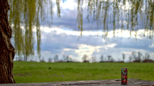 Close-up of tree against sky