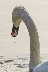 Close-up of a bird against the lake