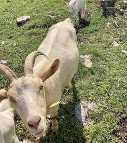 High angle view of sheep on field