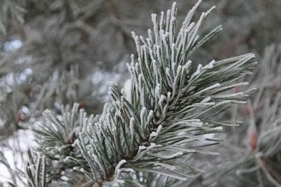 Close-up of plant