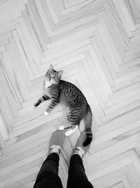 Low section of person standing by cat on hardwood floor