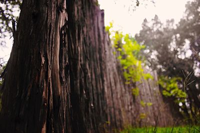 Close-up of tree trunk in forest