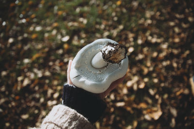 Close-up of mushroom