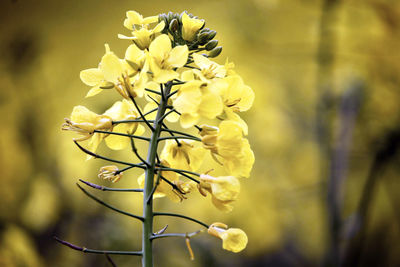 Close-up of yellow flowering plant